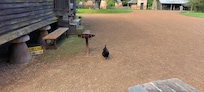 Feed the animals or simply enjoy wandering the property