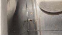Roaches