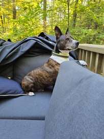 Riley enjoying the woodland creatures and trees surrounding the deck.