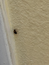 Bugs on the walls