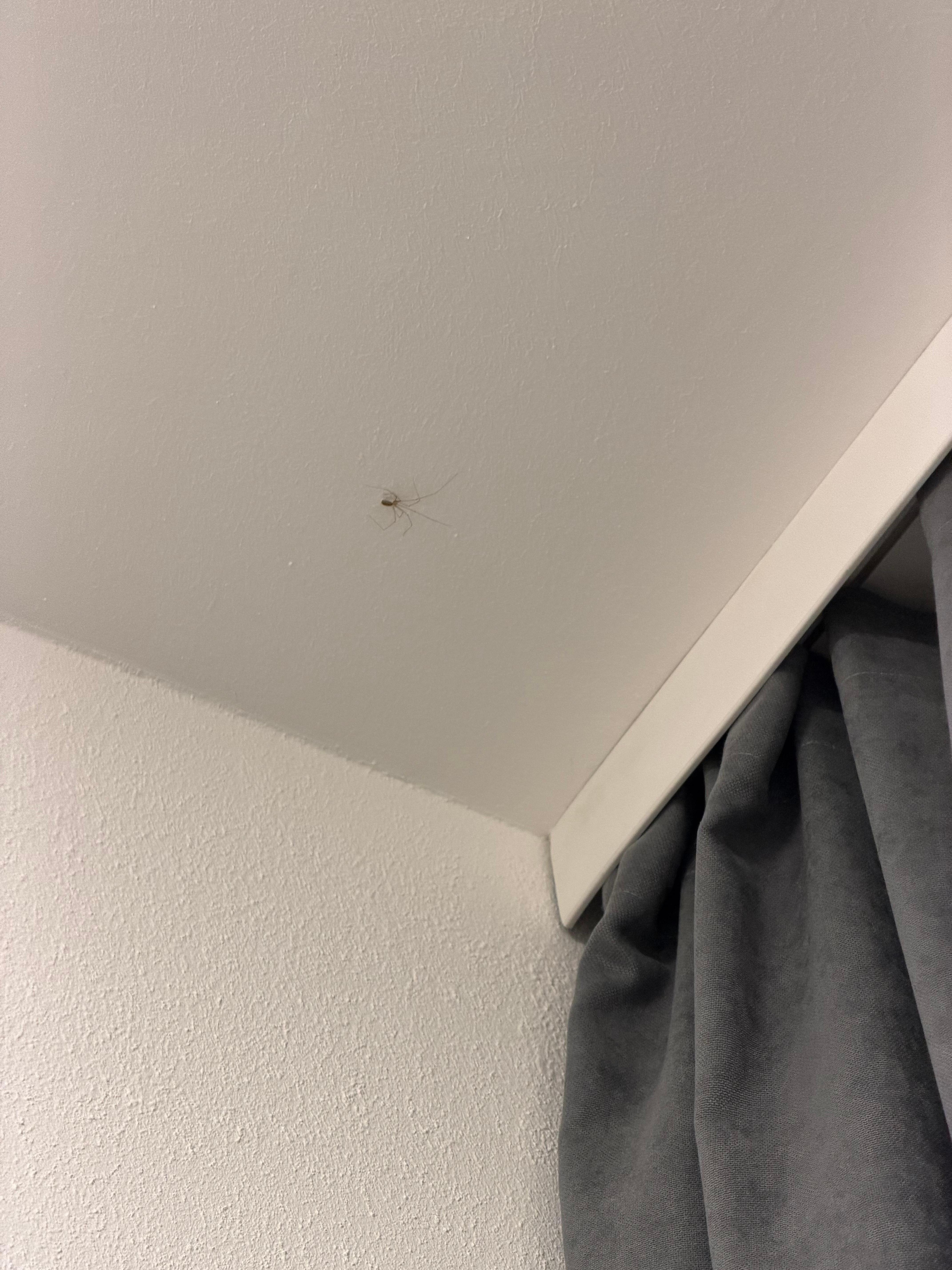 An der Decke eine Spinne