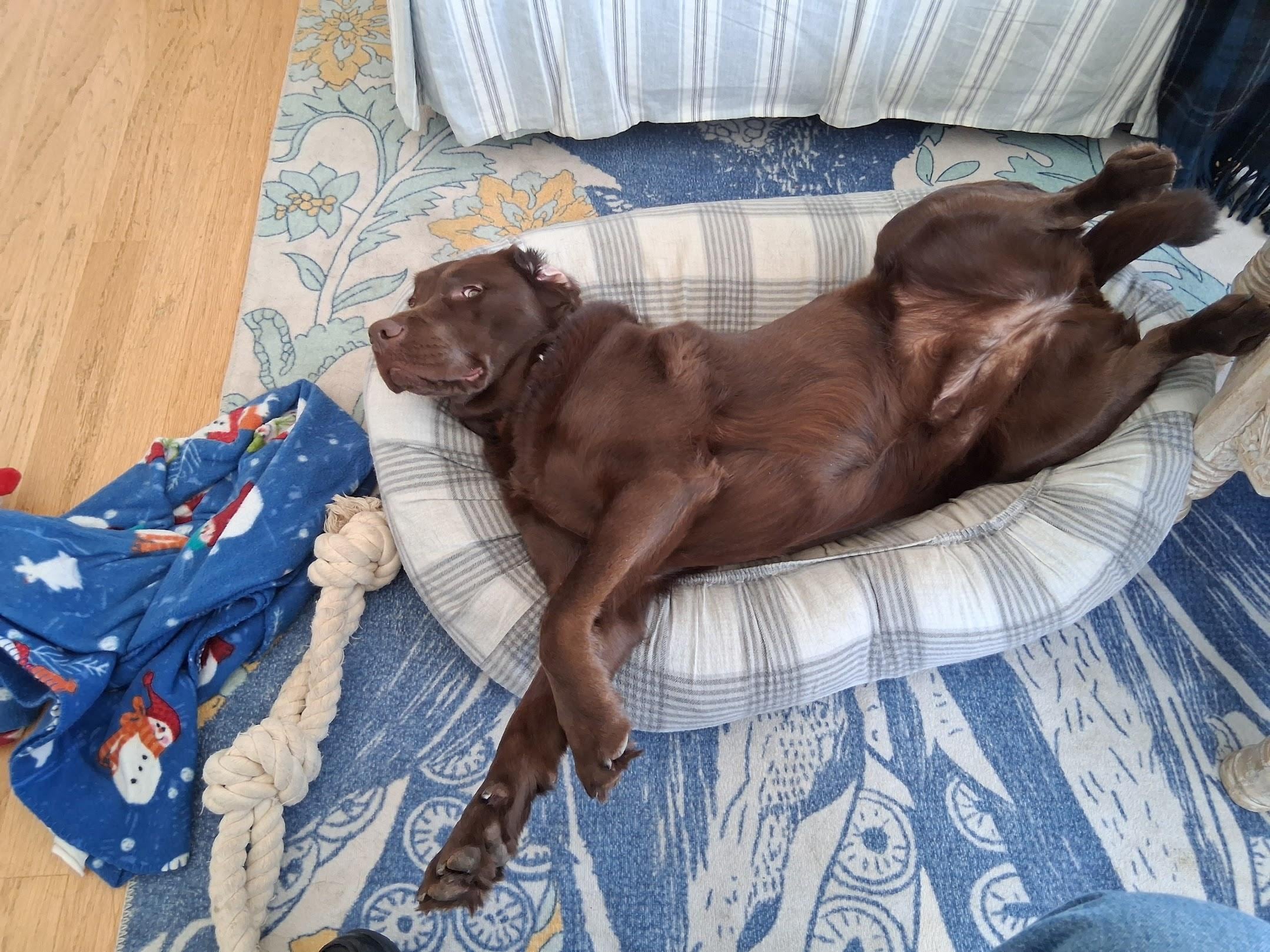 Calypso relaxing at Mermaid Cottage after a busy day of digging clams, swimming in chilly winter seas and keeping the beach seagull free. 