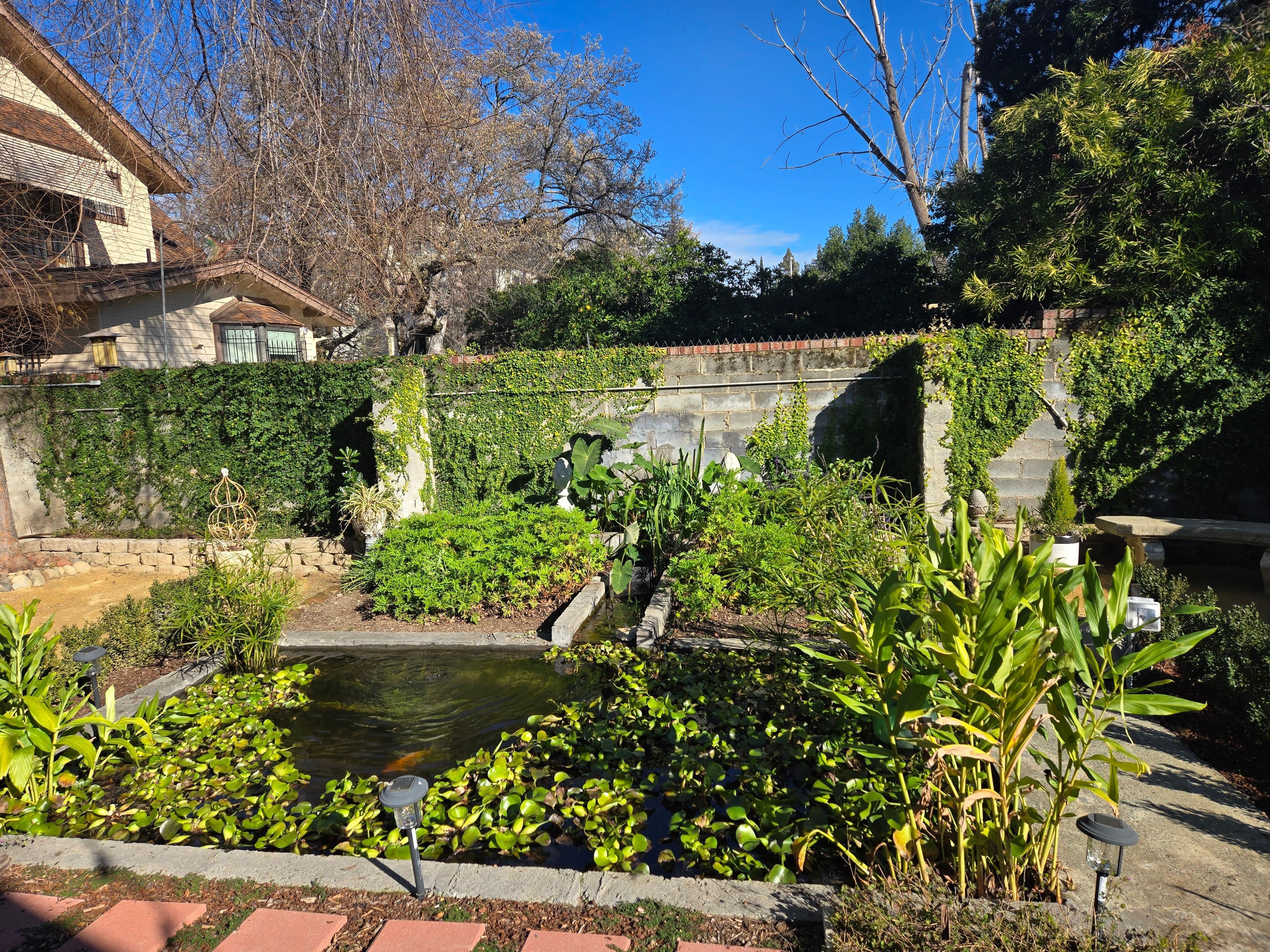 Backyard around the koi pond