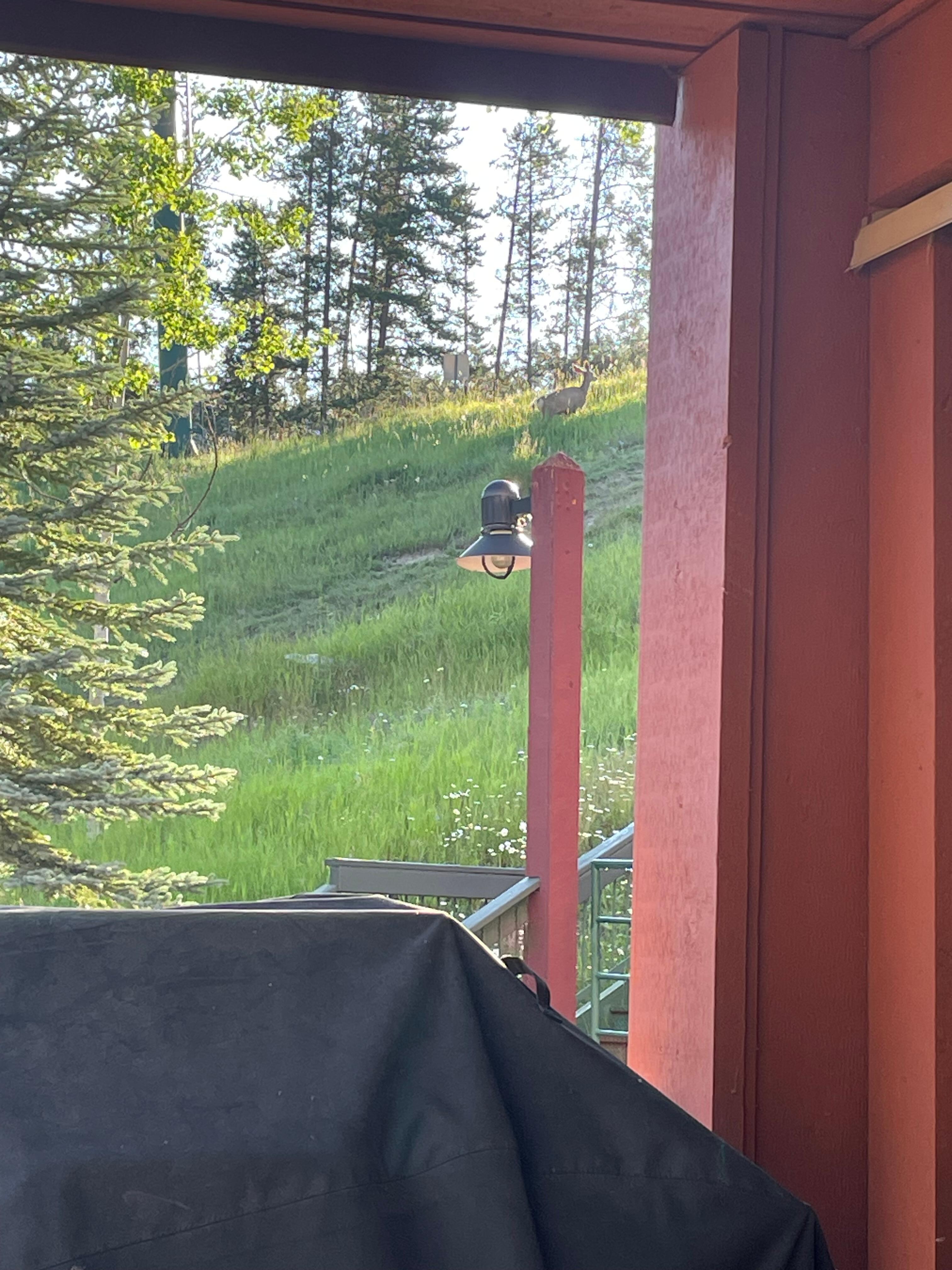 Morning visitor