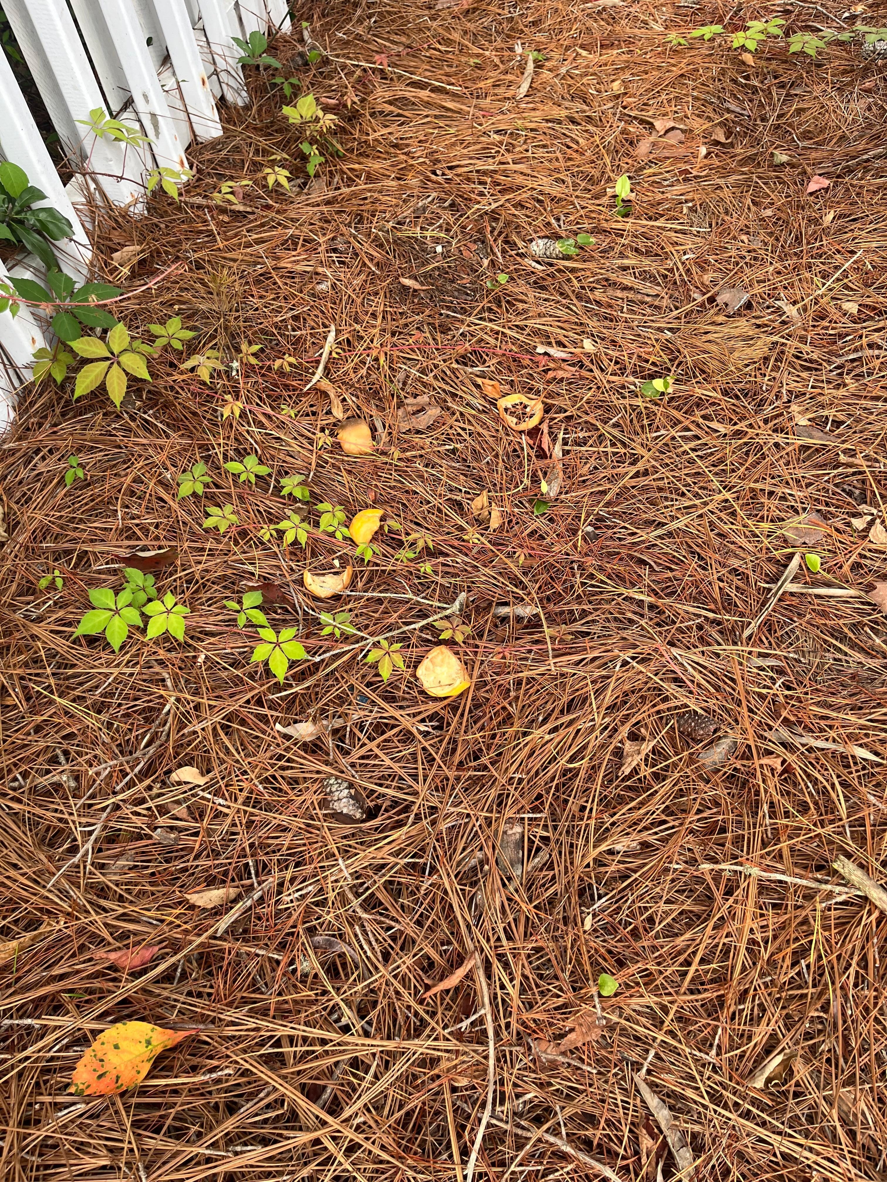 Fruit in yard 