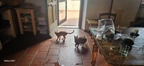 zwerfkatten