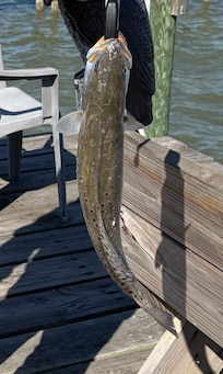 Speckled Trout caught off the dock.