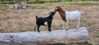 Goats to play with