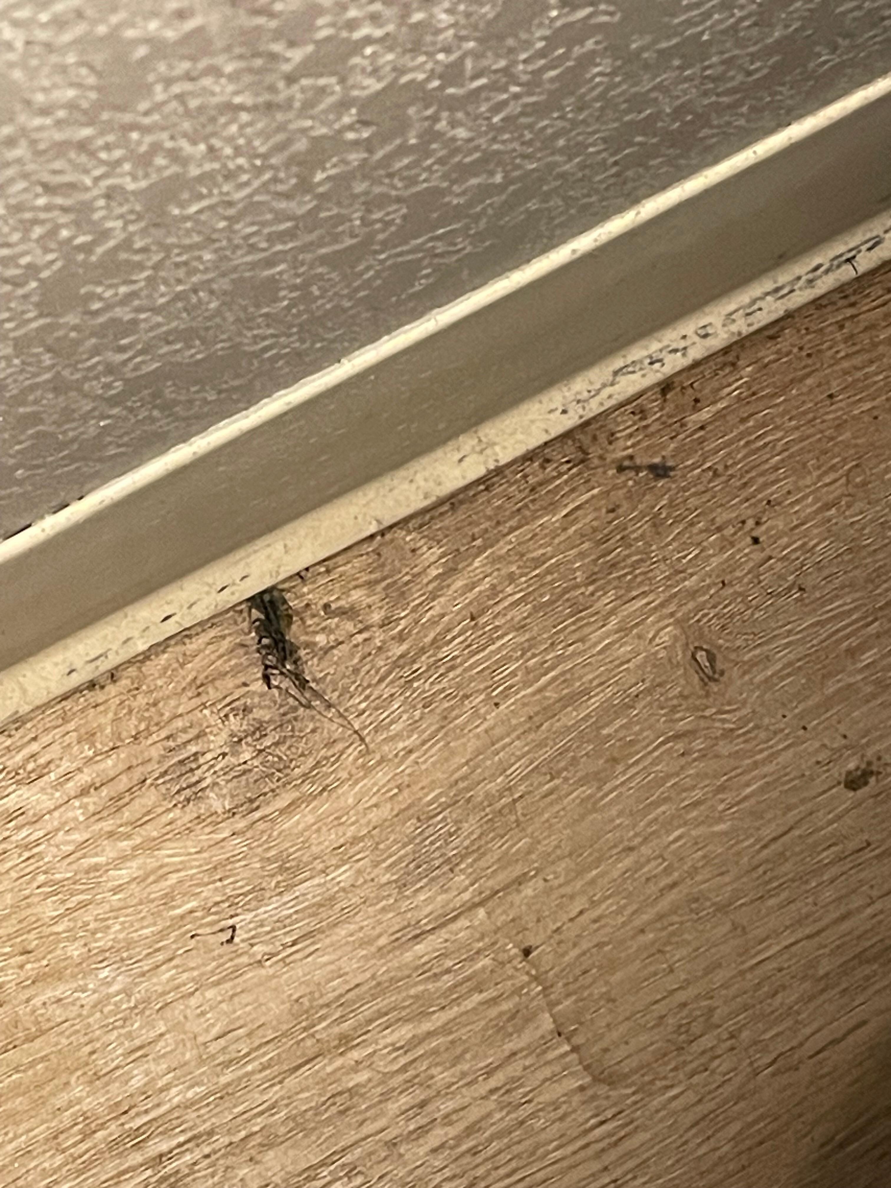 Dead bugs