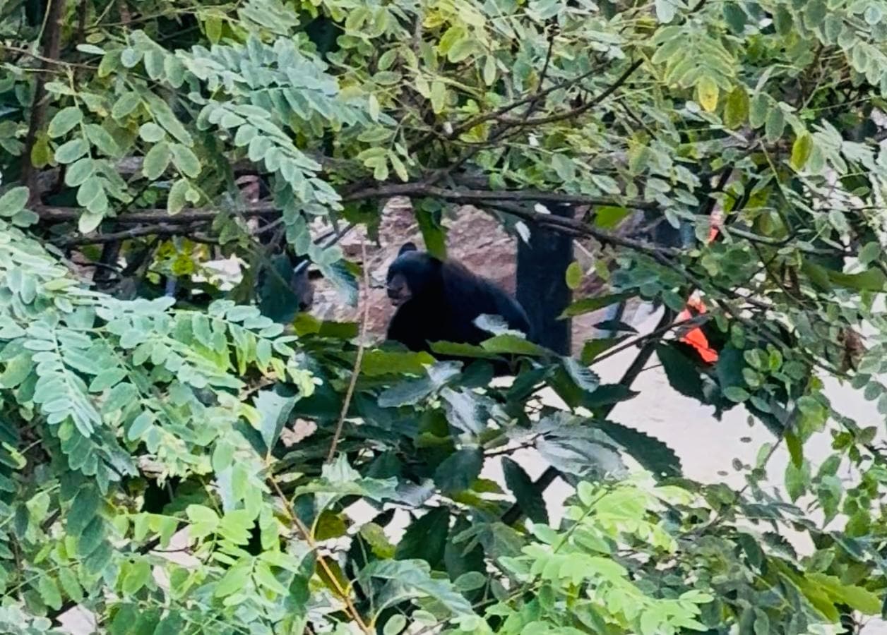 Seen from the back porch