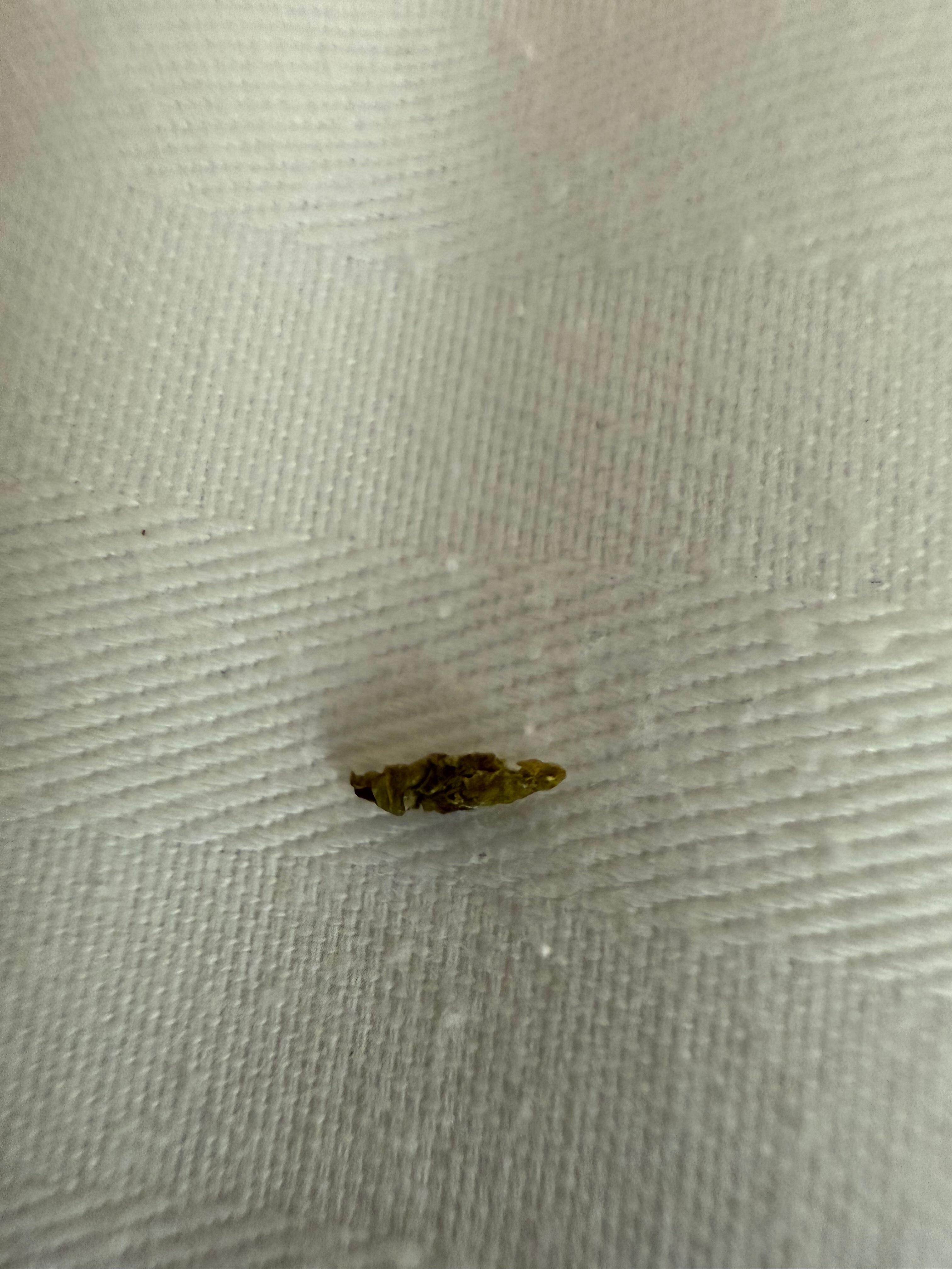 Close up of mouse turd. 