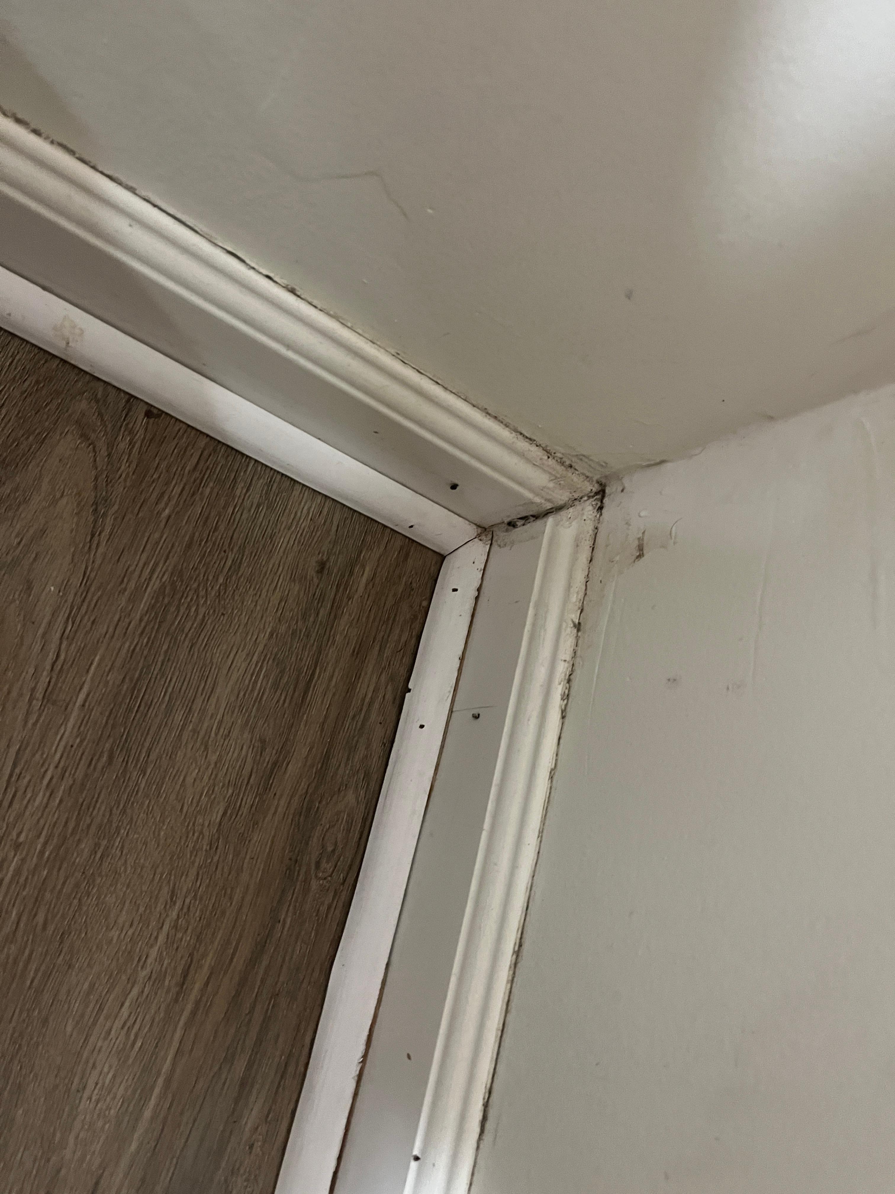 Looks like mold in corner