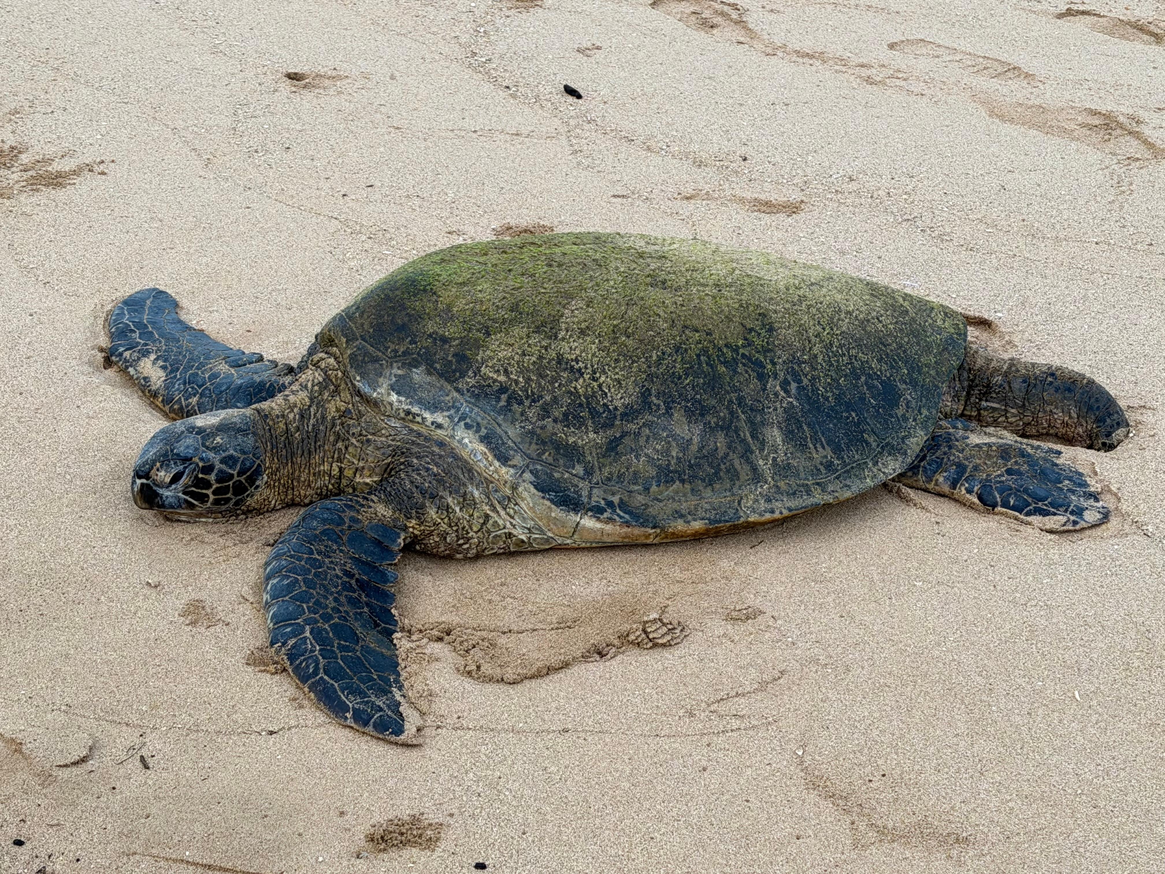 Just one of the green sea turtles resting on the beach near unit.