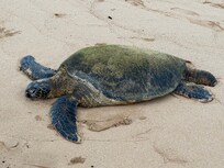 Just one of the green sea turtles resting on the beach near unit.