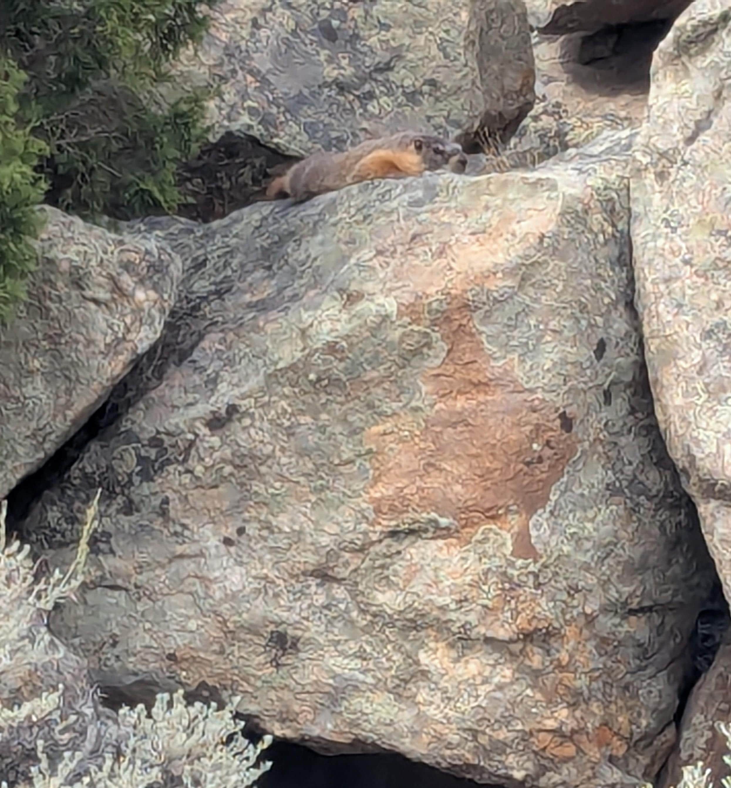 Yellow-Bellied Marmot napping on rock behind our unit.