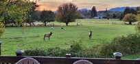 Beautiful elk
