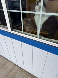 Three cats in room alone all night. Room has a mattress on floor so it’s unoccupied by a hotel guest.