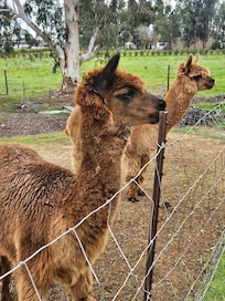 Alpacas
