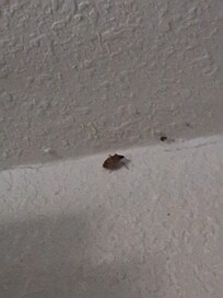 Stink bugs