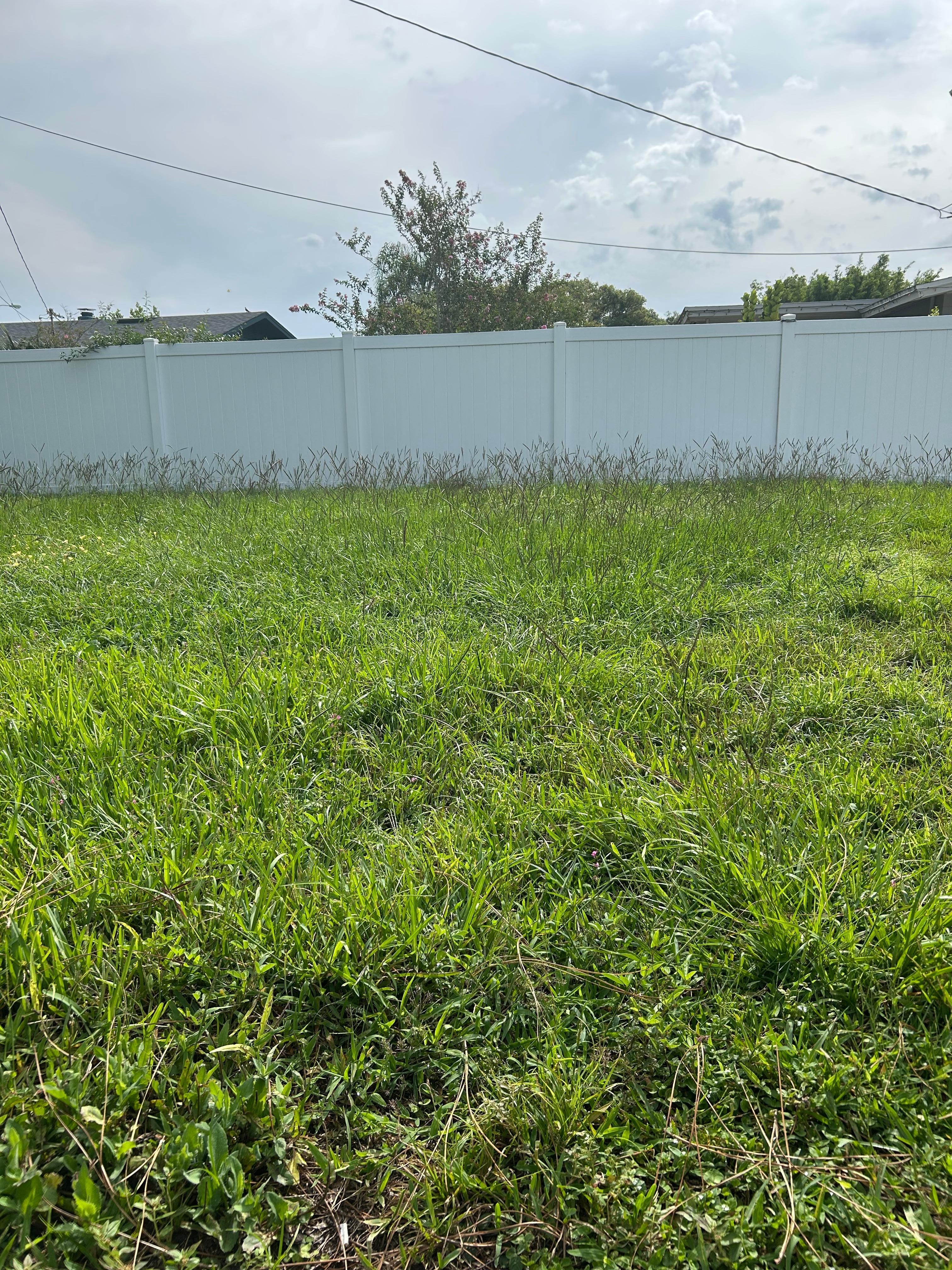 Overgrown grass 