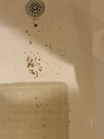 Sunday 12/28- evening