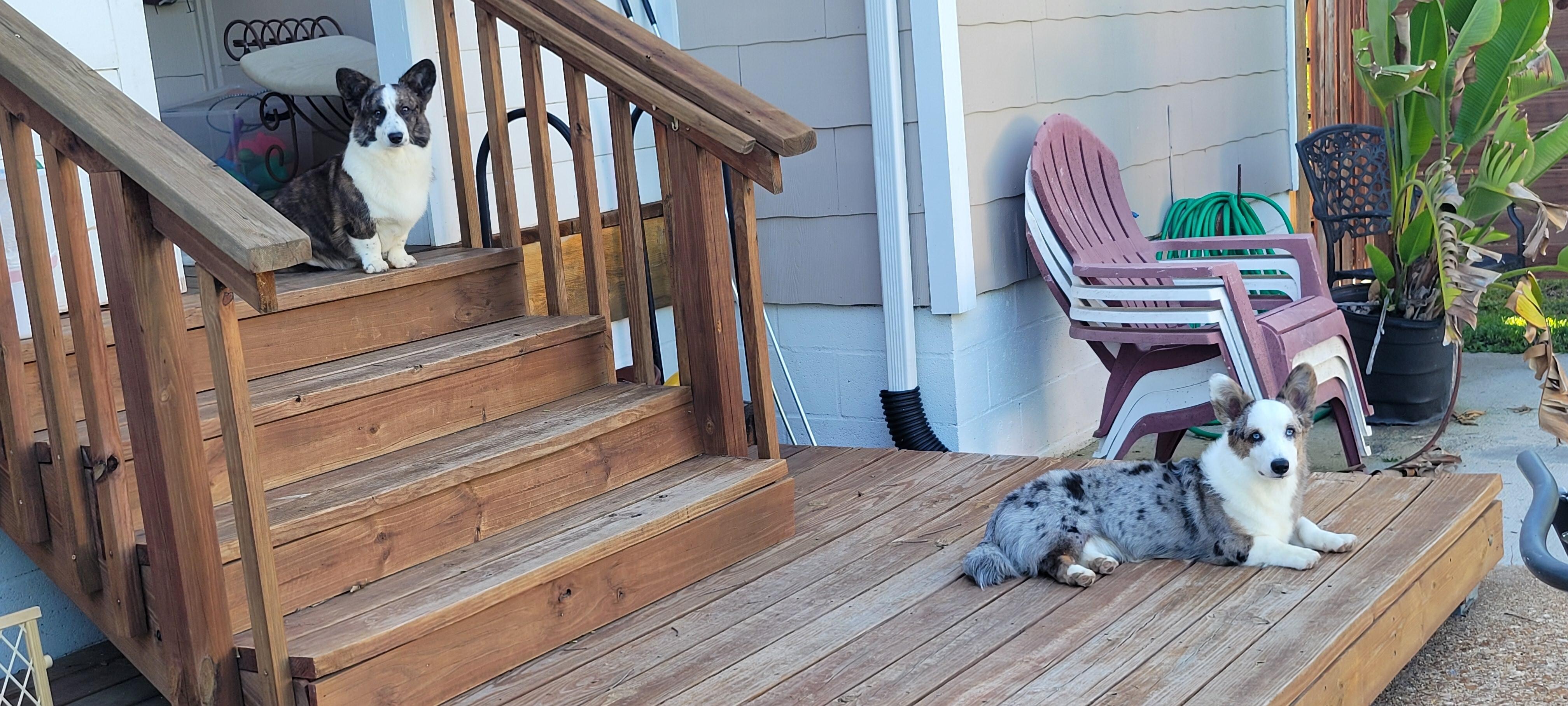 Rowyn and Lenny relaxing out back.