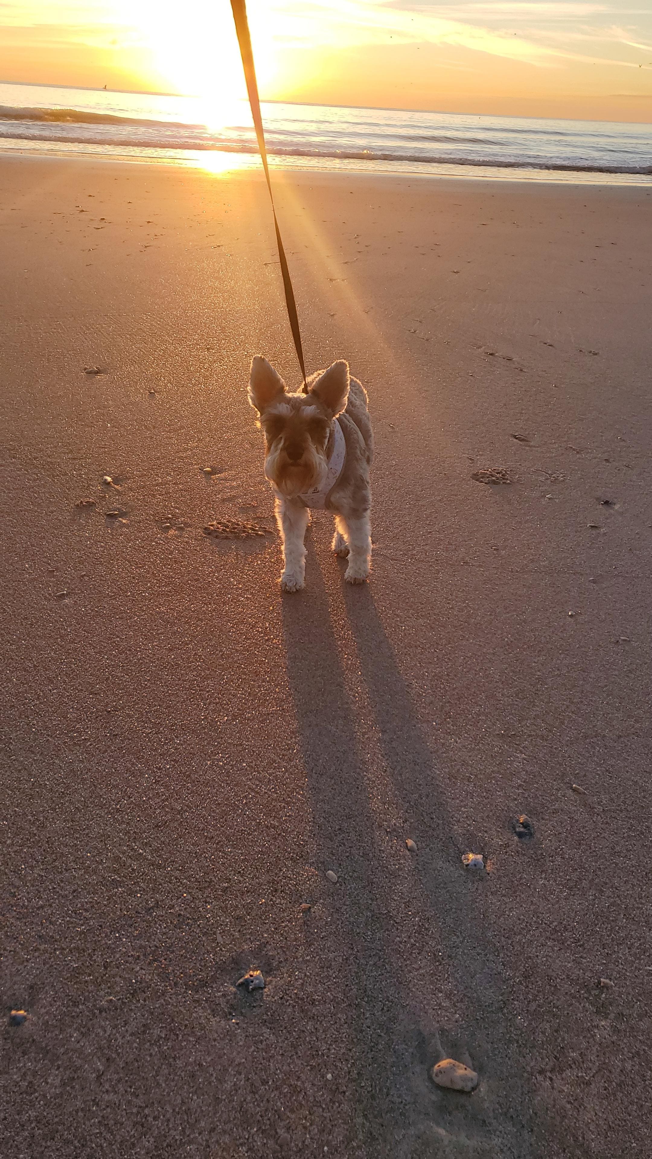 Sunrise morning walk