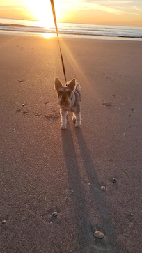 Sunrise morning walk