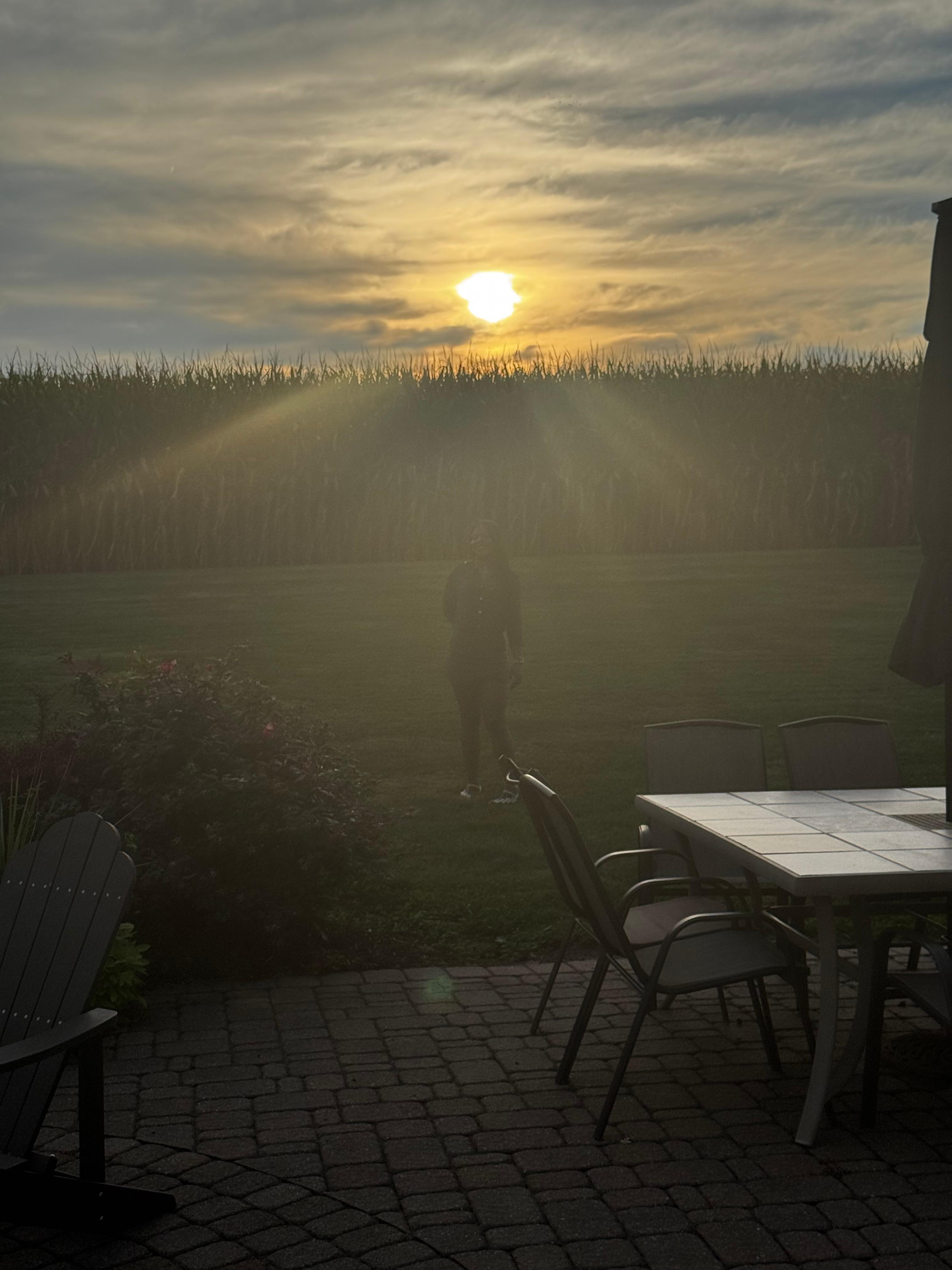 Sunset in front of the corn fields