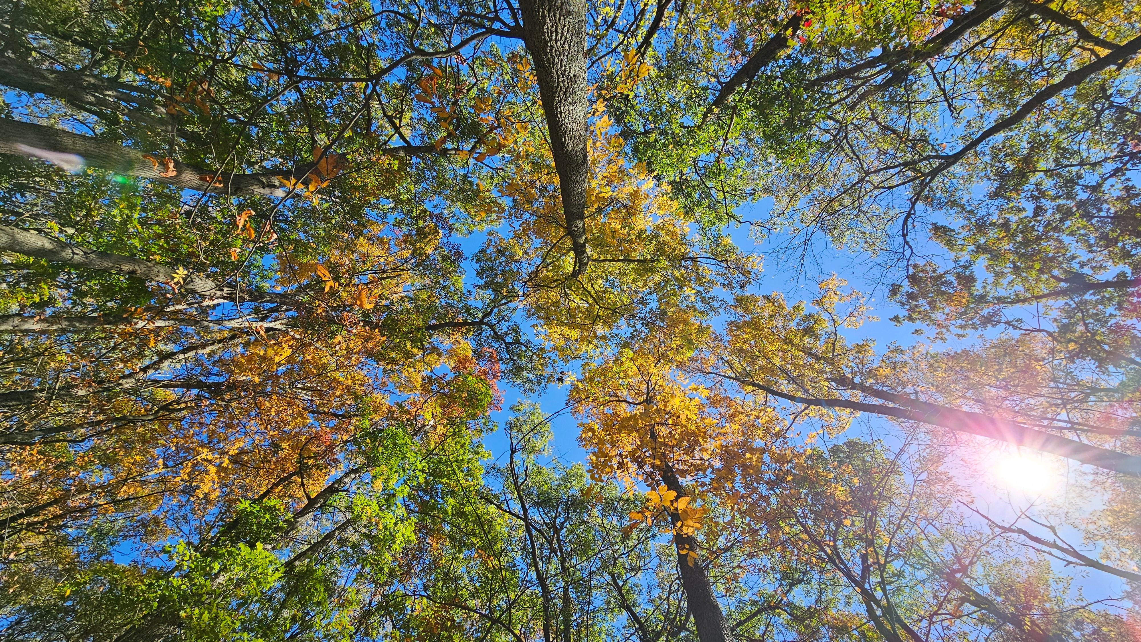 View from the hammock