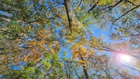 View from the hammock