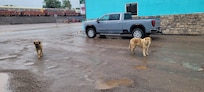 2 of my Dog buddies I met roaming around the town