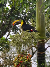 Toucan