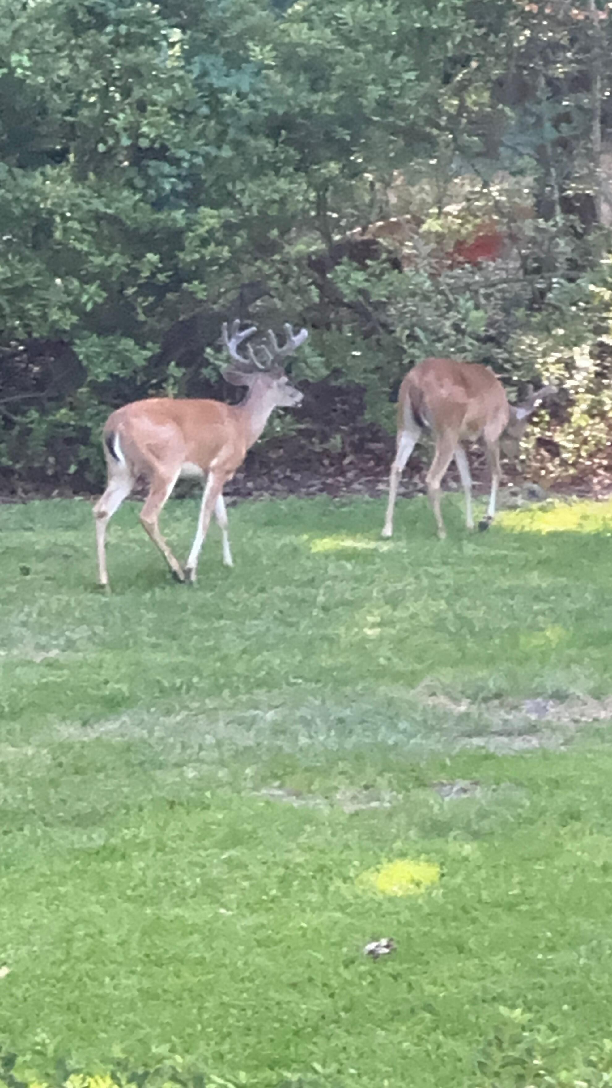 Saw these guys in the back yard! Also saw 2 huge owls in the tree above the deck, and cranes each day!