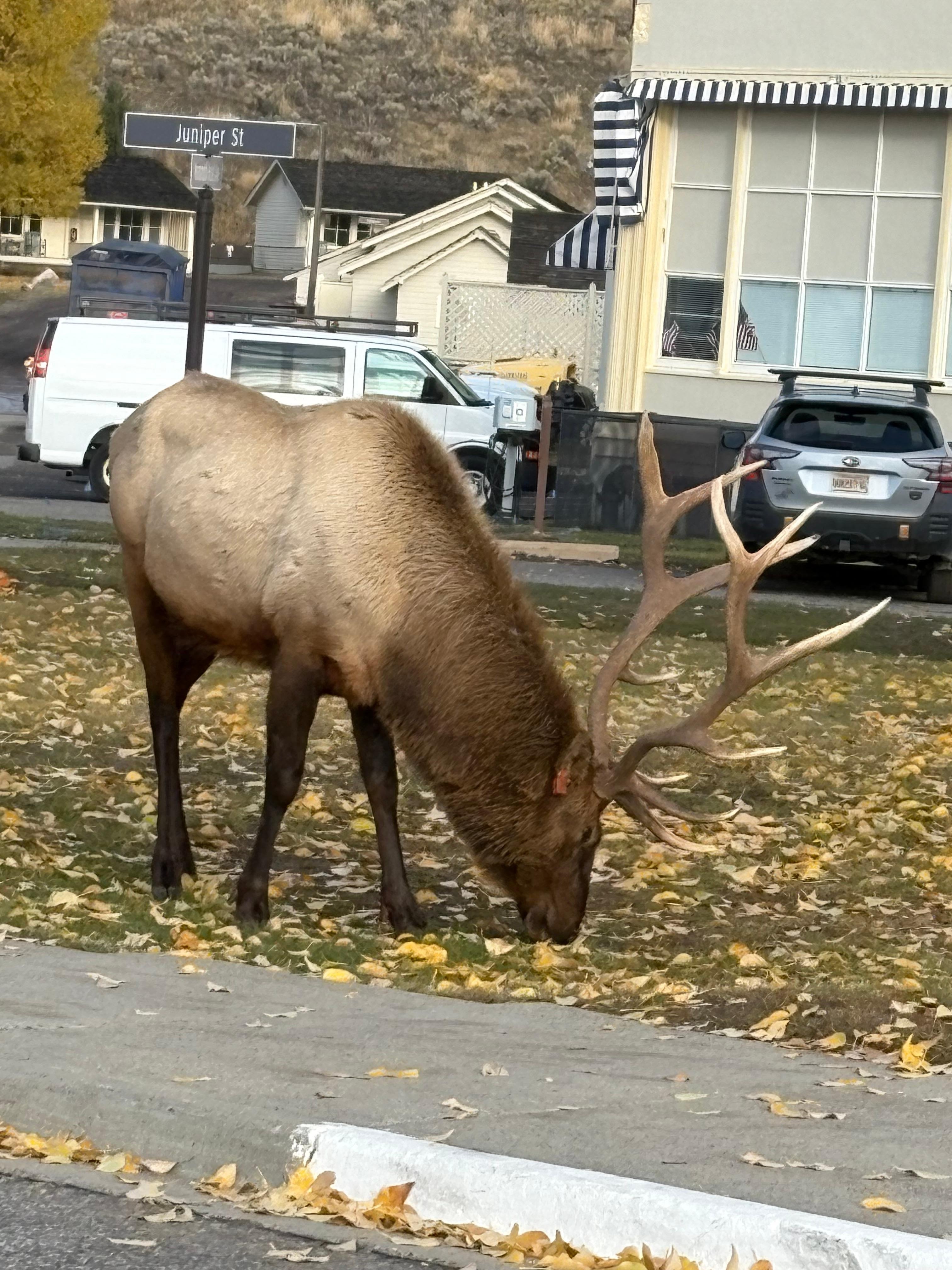 He was in the front of the hotel when we started to leave. He was just nibbling leaves. 