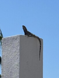 Our friend, the Gecko