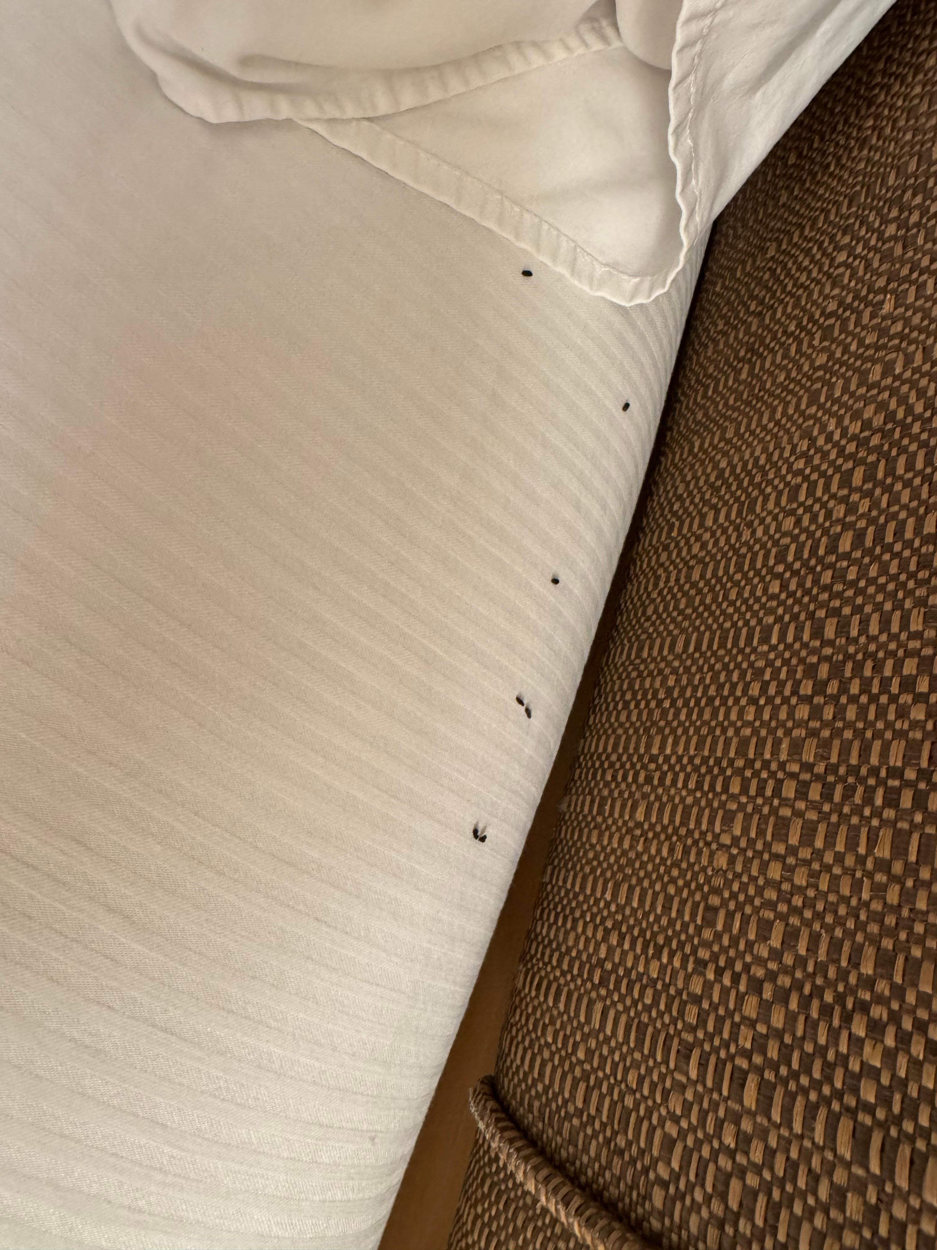 Bugs all over the bed. I had shaken some off before taking this photo.