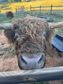 The bull