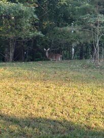 On one of our walks to take our little dog potty, three deer crossed the road right in front of us.