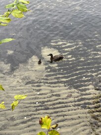Ducks came for a visit