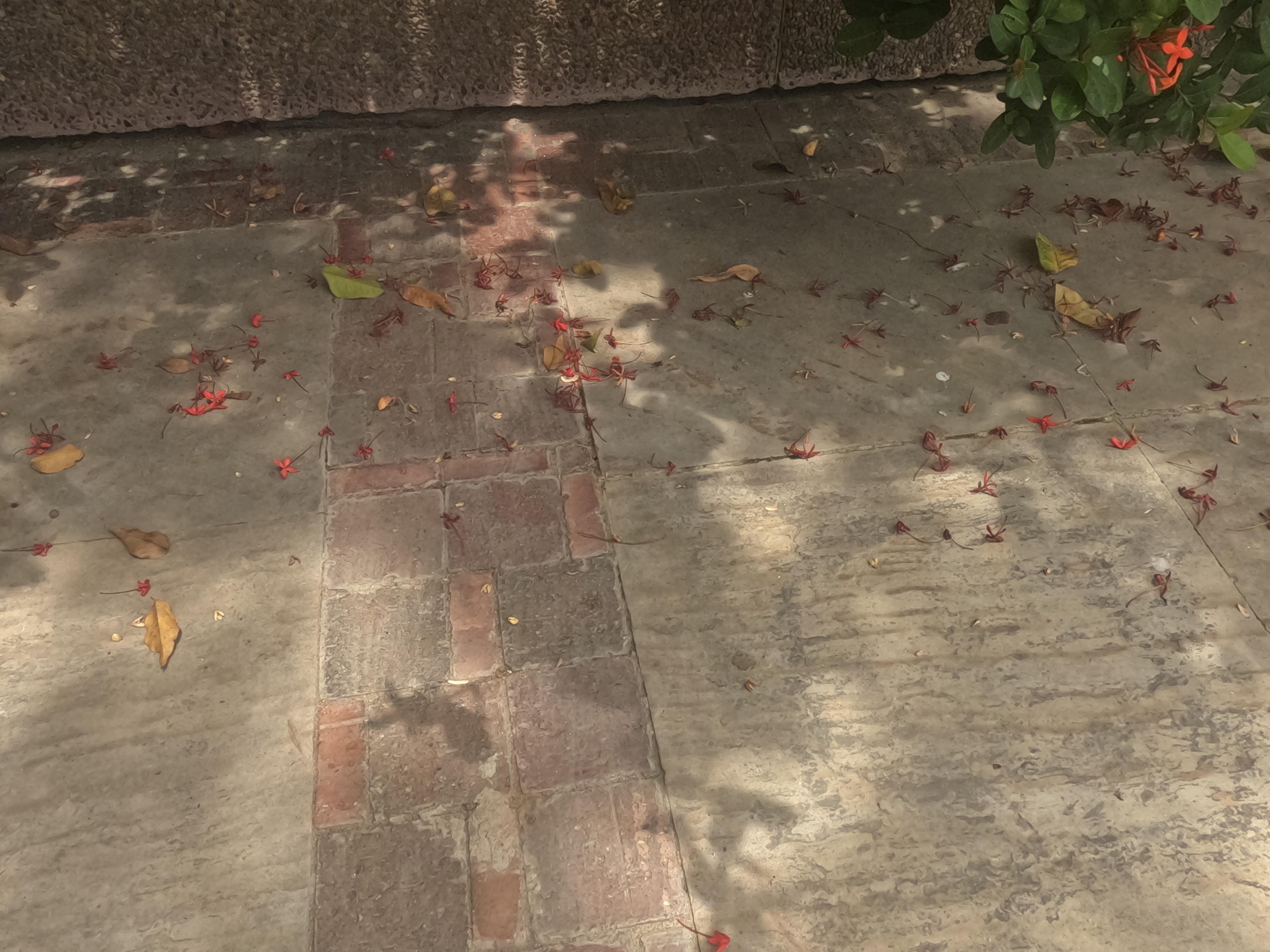 Leaves and other things that were never removed.