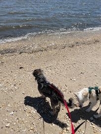 Pups enjoying the beach