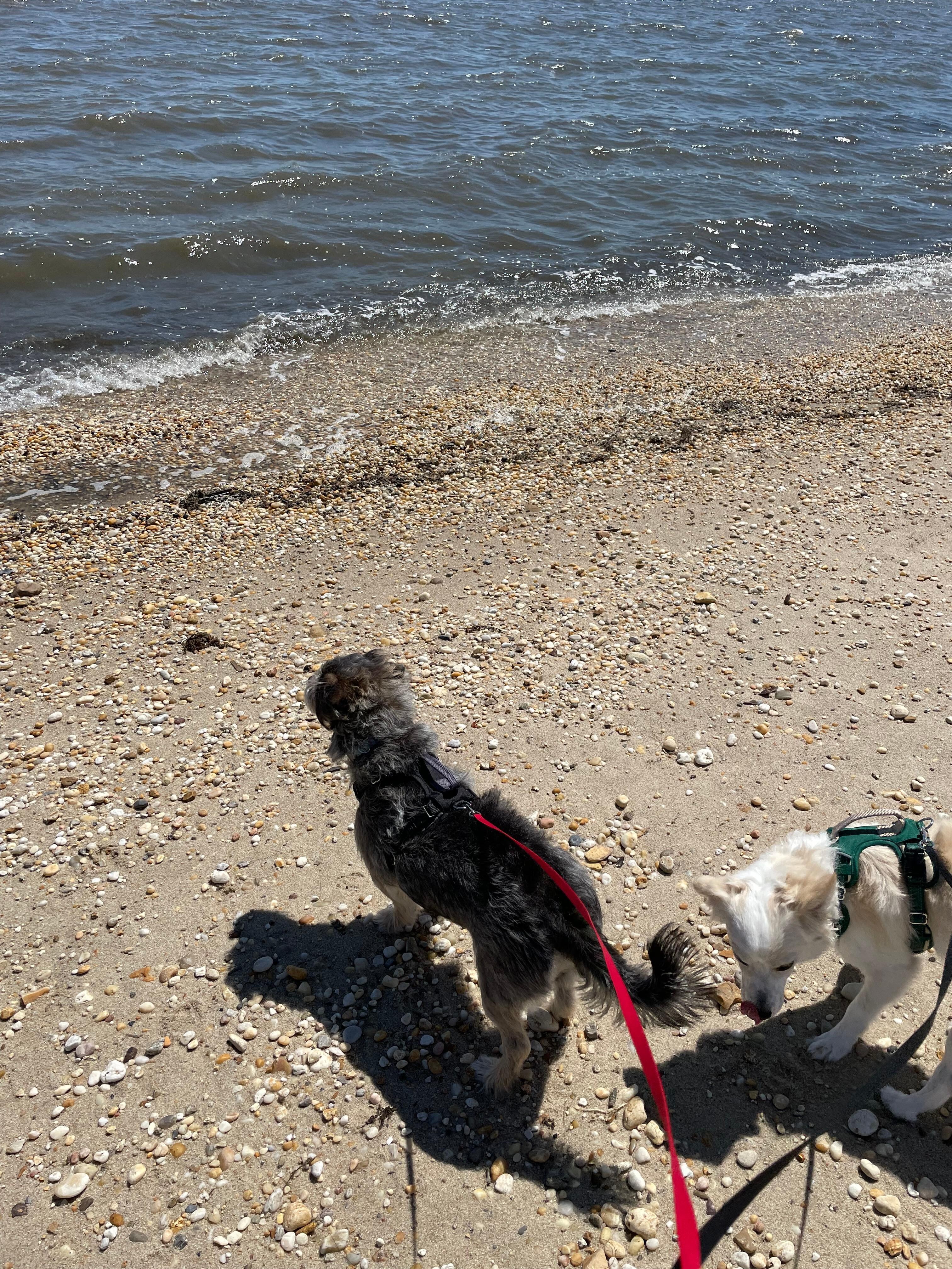 Pups enjoying the beach