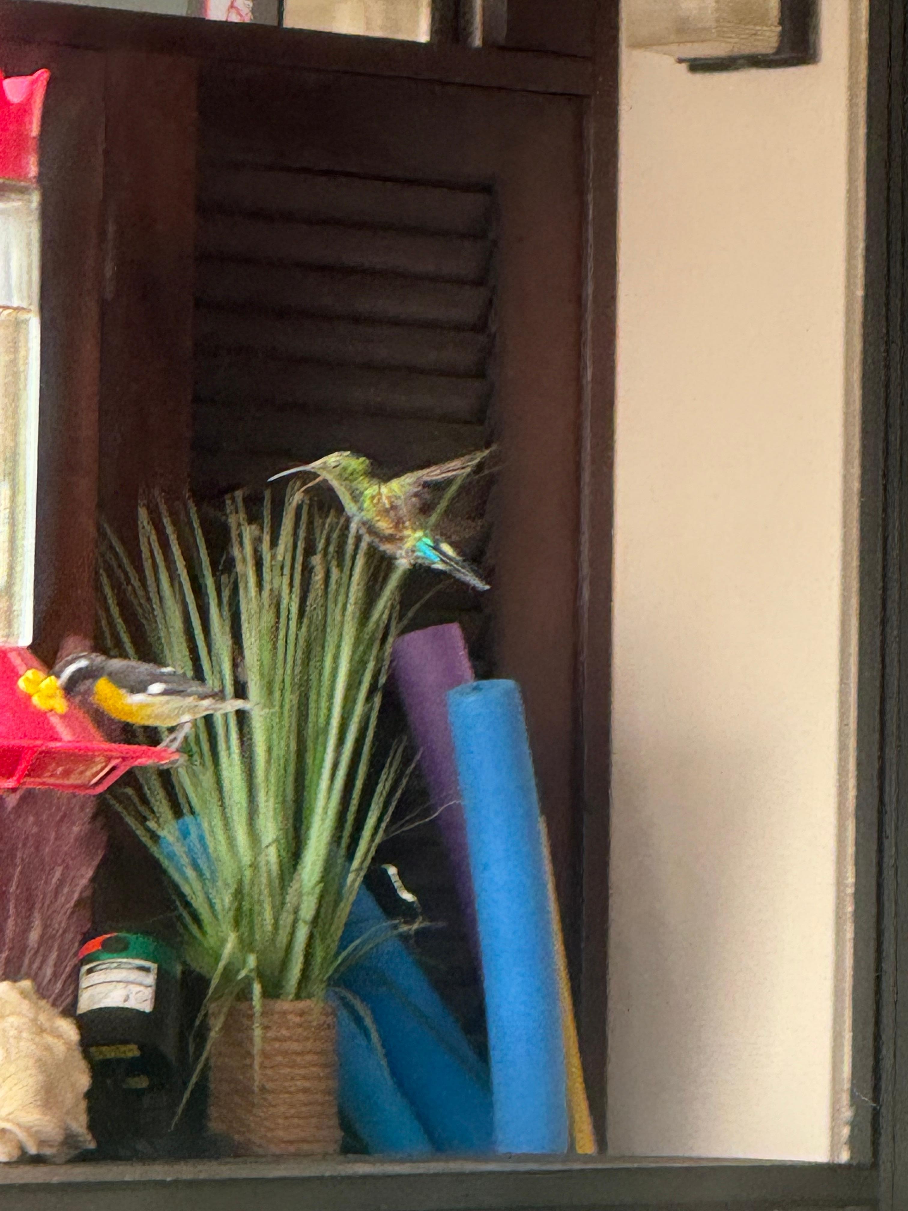 Hummingbirds are just the start of the wildlife 