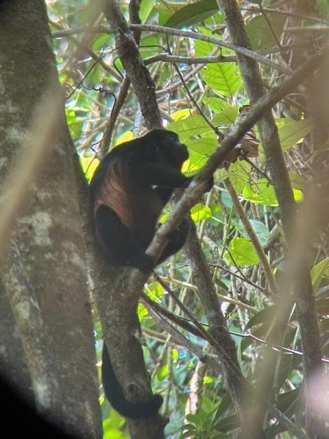 Howler Monkey