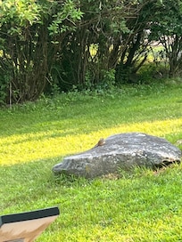 Chipmunks that are super entertaining to watch!