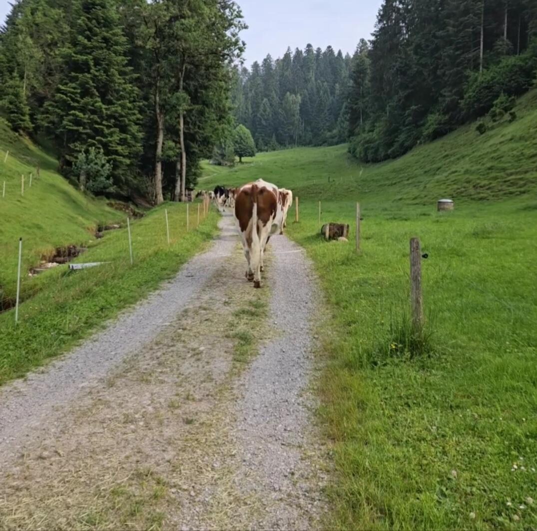 Cows walking to pasture