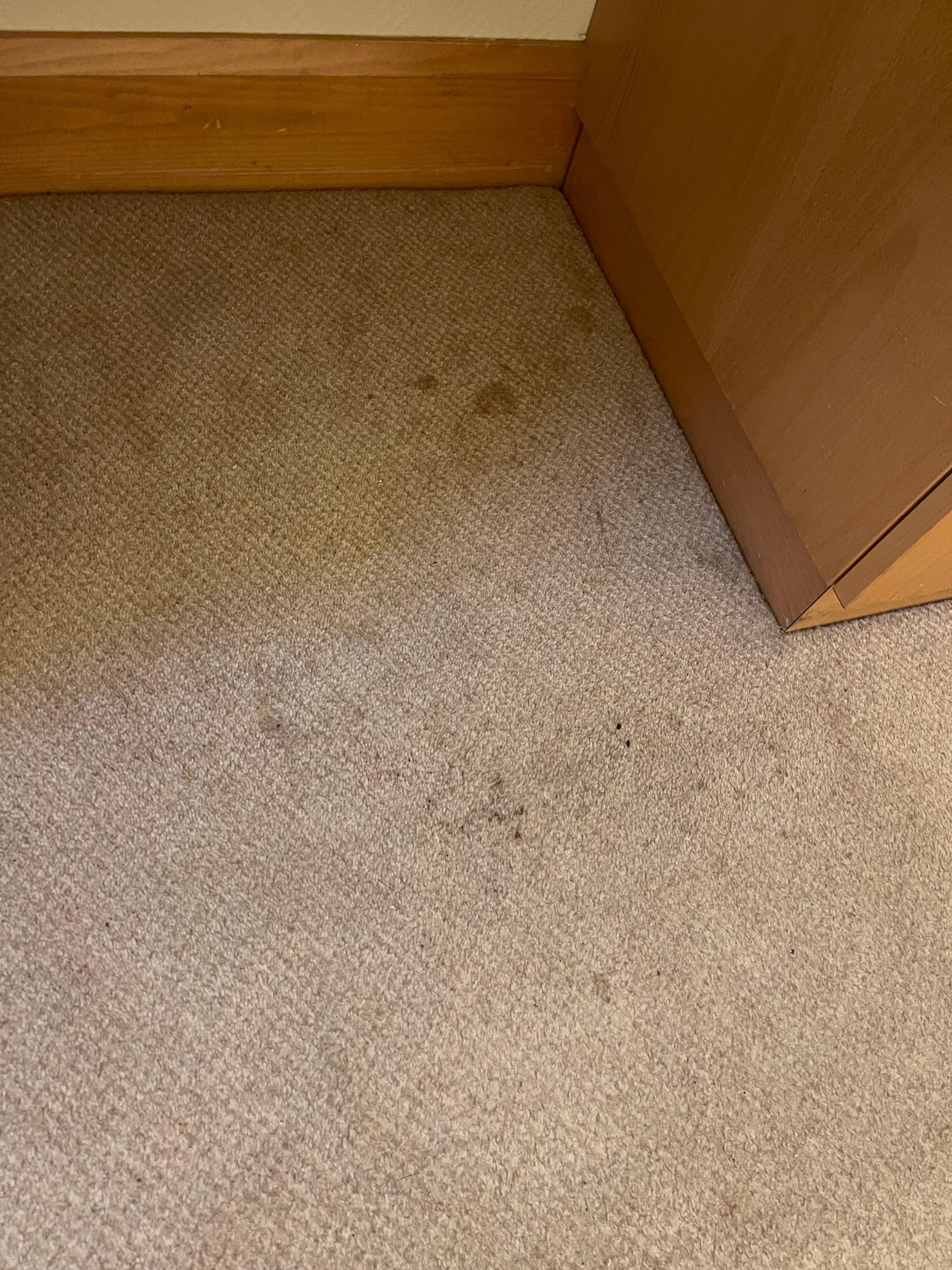 Dirty carpets 