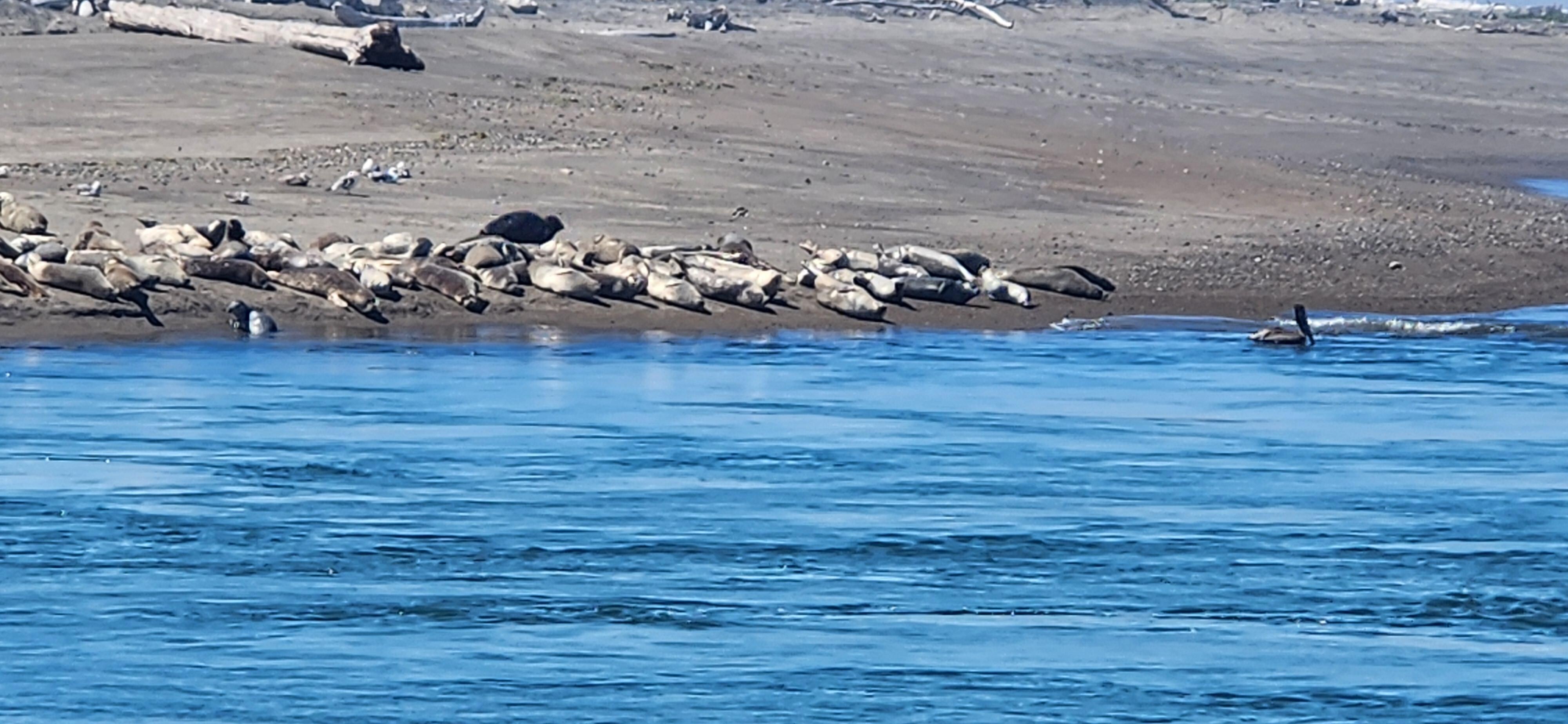 Siletz Bay Seals on the sand