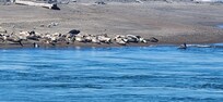 Siletz Bay Seals on the sand